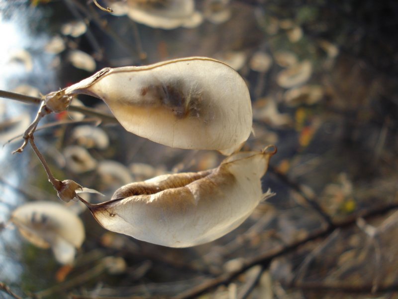 Colutea arborescens / Vescicaria