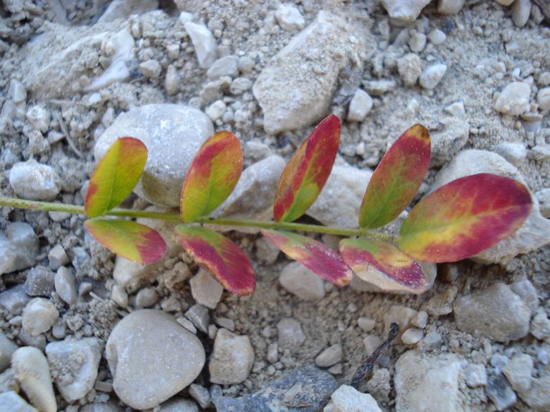 Colutea arborescens / Vescicaria