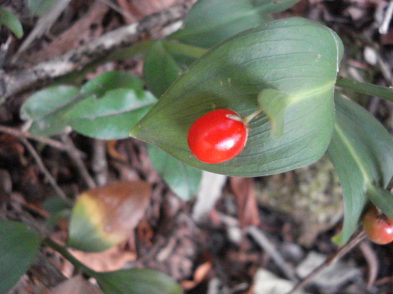 Ruscus hypoglossum / Ruscolo maggiore