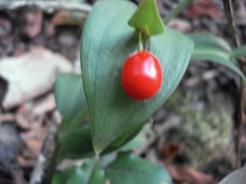 Ruscus hypoglossum / Ruscolo maggiore