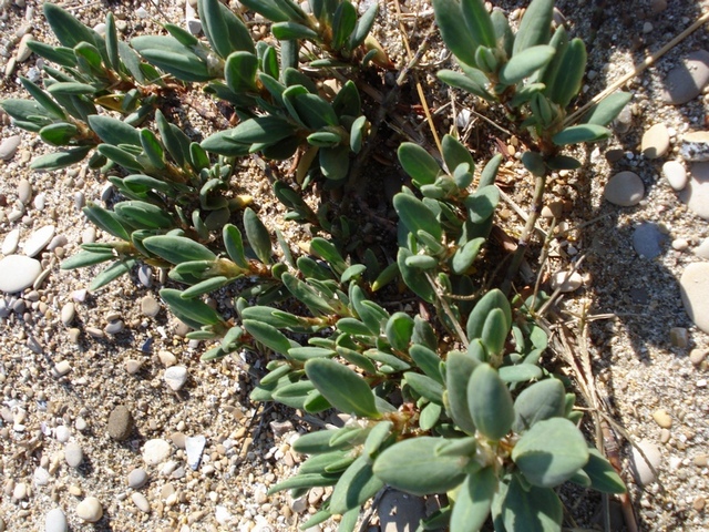 Polygonum maritimum / Poligono marittimo