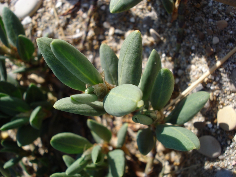 Polygonum maritimum / Poligono marittimo