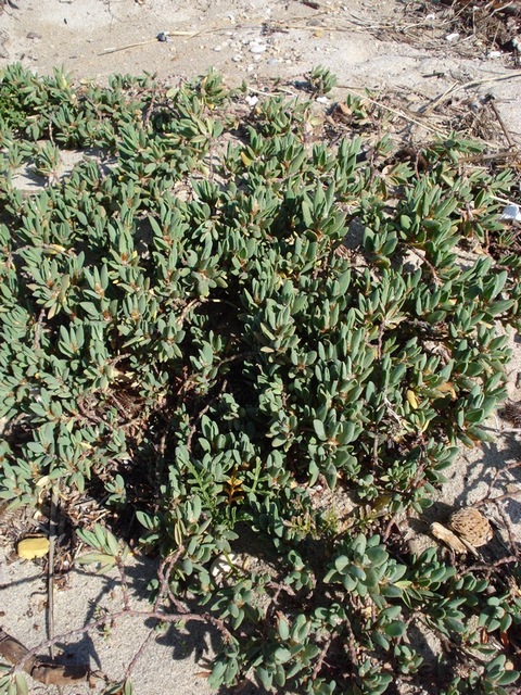 Polygonum maritimum / Poligono marittimo