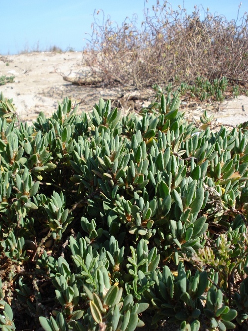 Polygonum maritimum / Poligono marittimo