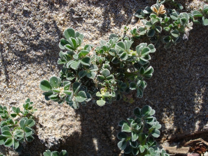 Medicago marina