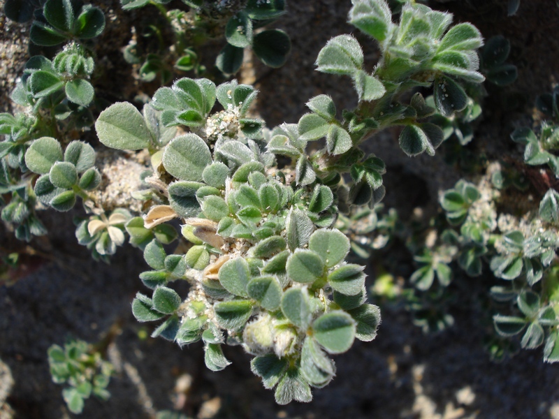 Medicago marina
