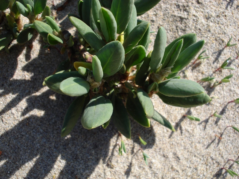 Polygonum maritimum / Poligono marittimo