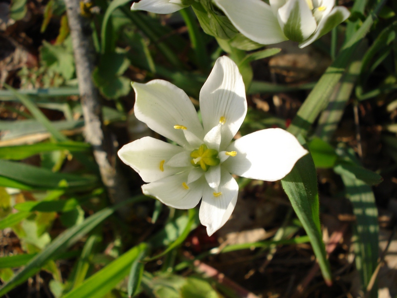 Ornithogalum umbellatum