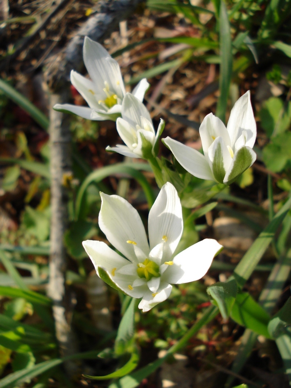 Ornithogalum umbellatum