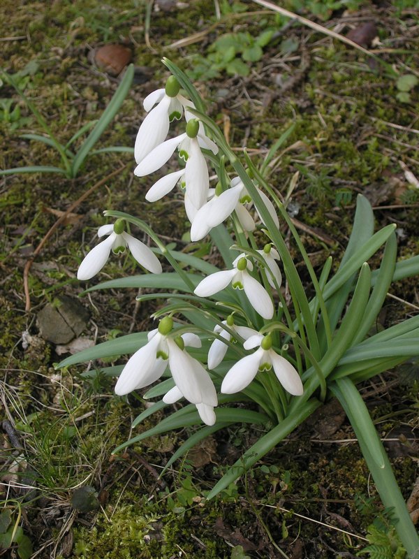 Galanthus nivalis / Bucaneve