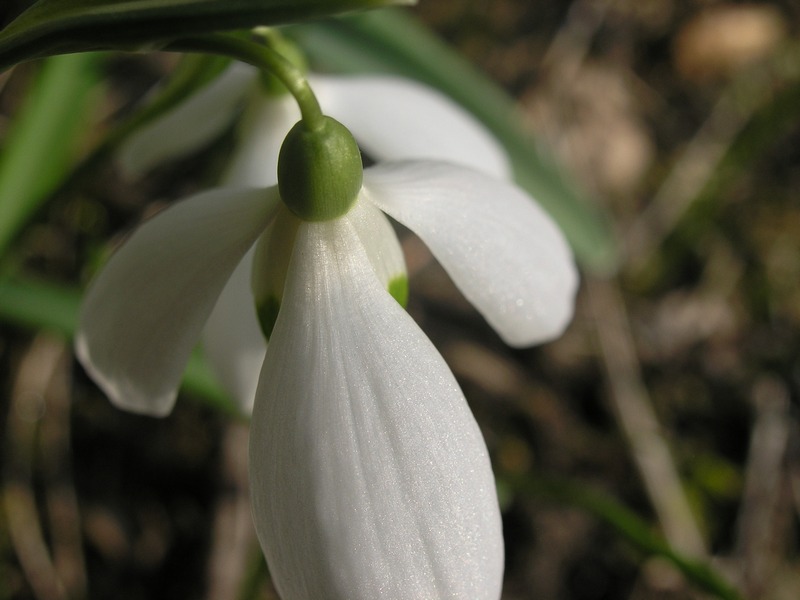 Galanthus nivalis / Bucaneve