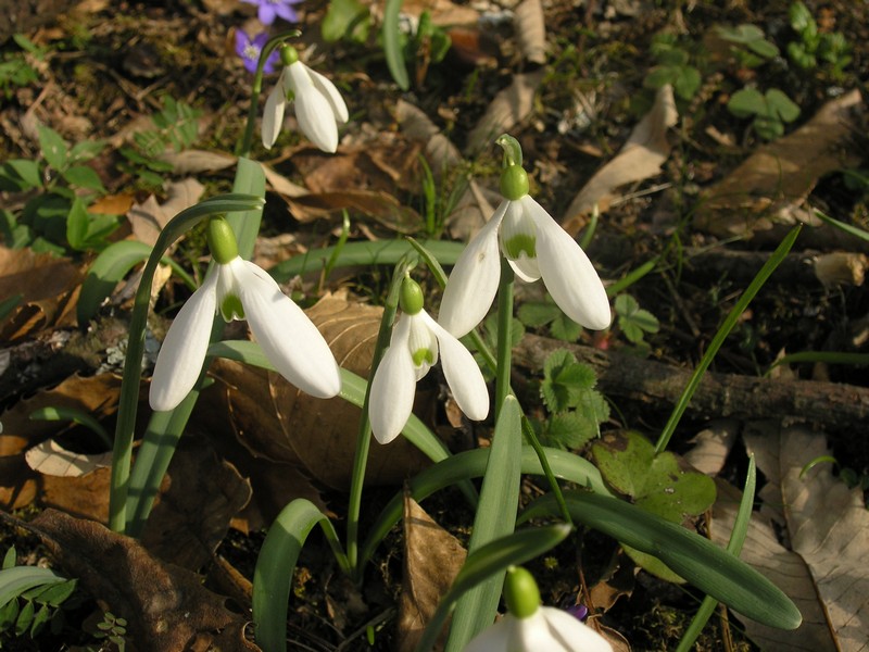 Galanthus nivalis / Bucaneve