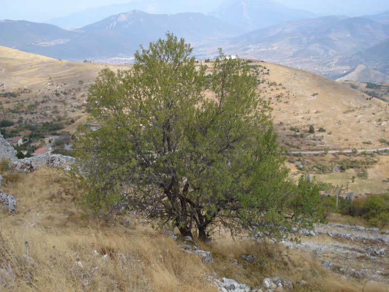 Salix ? no, Prunus dulcis