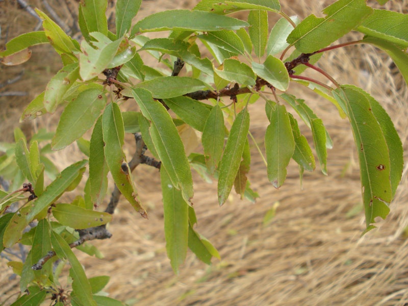 Salix ? no, Prunus dulcis