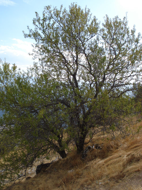 Salix ? no, Prunus dulcis