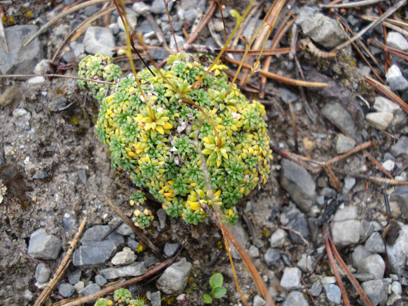 Saxifraga squarrosa