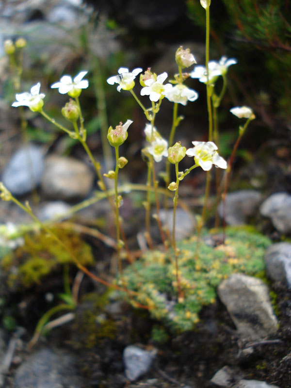 Saxifraga squarrosa