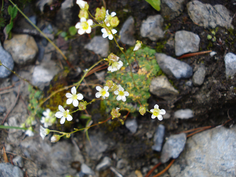 Saxifraga squarrosa
