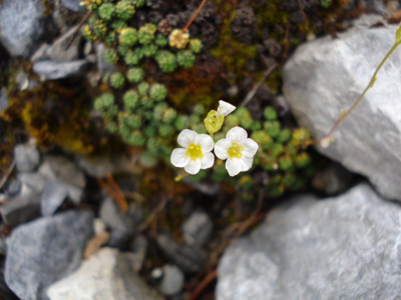 Saxifraga squarrosa