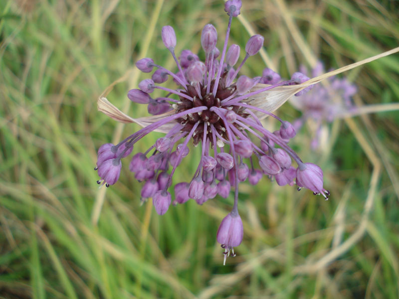 Allium carinatum / Aglio delle streghe