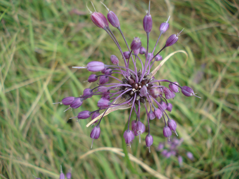 Allium carinatum / Aglio delle streghe