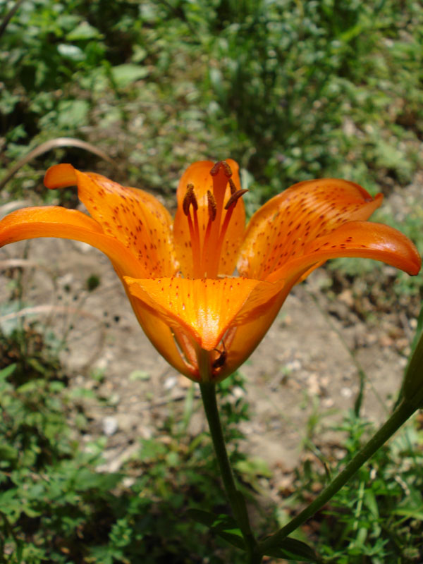 Lilium bulbiferum subsp. croceum / Giglio di S.Giovanni