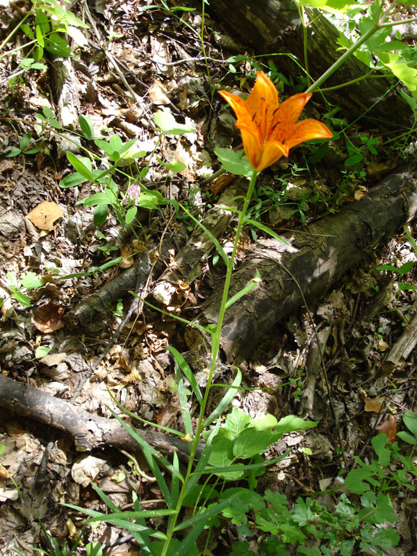 Lilium bulbiferum subsp. croceum / Giglio di S.Giovanni