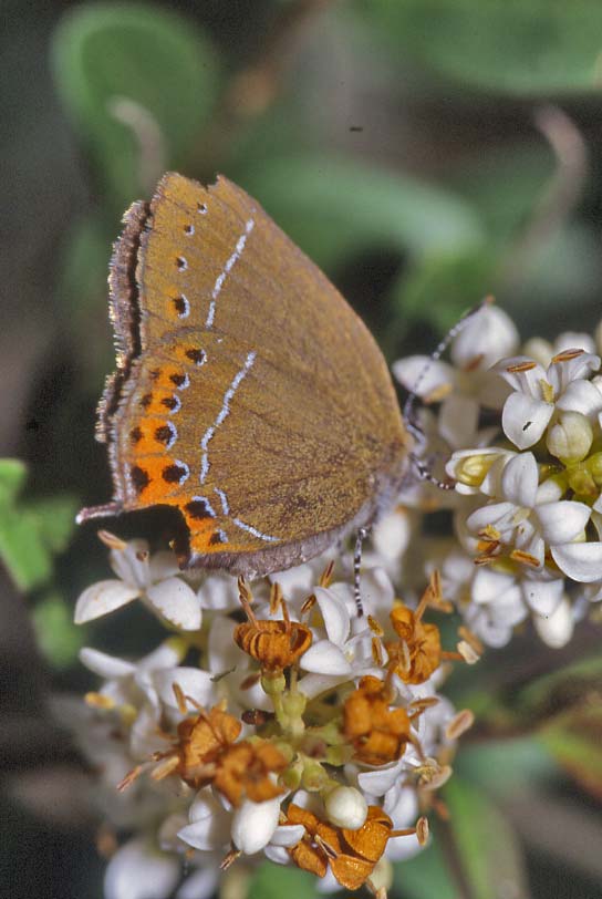 Satyrium pruni malconcia