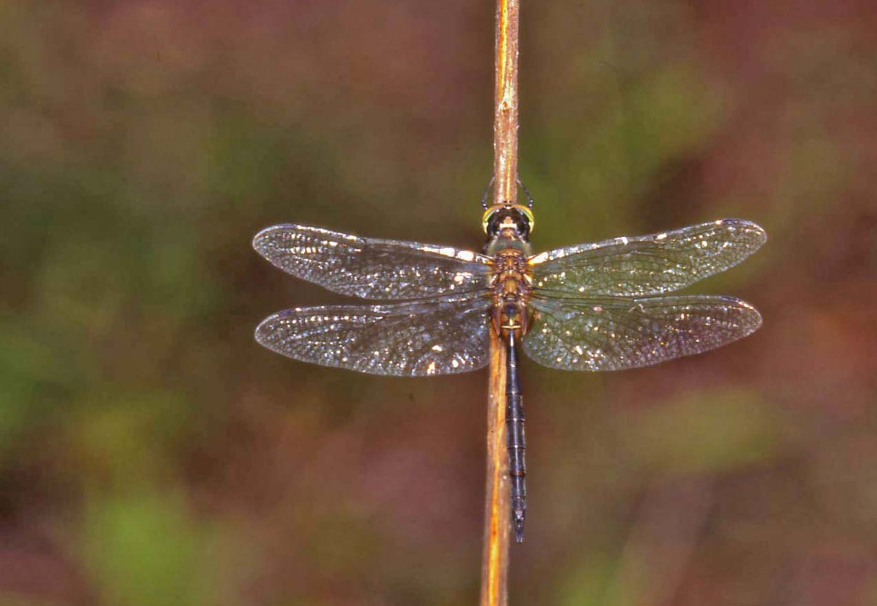 Somatochlora flavomaculata (Odonata, Corduliidae)