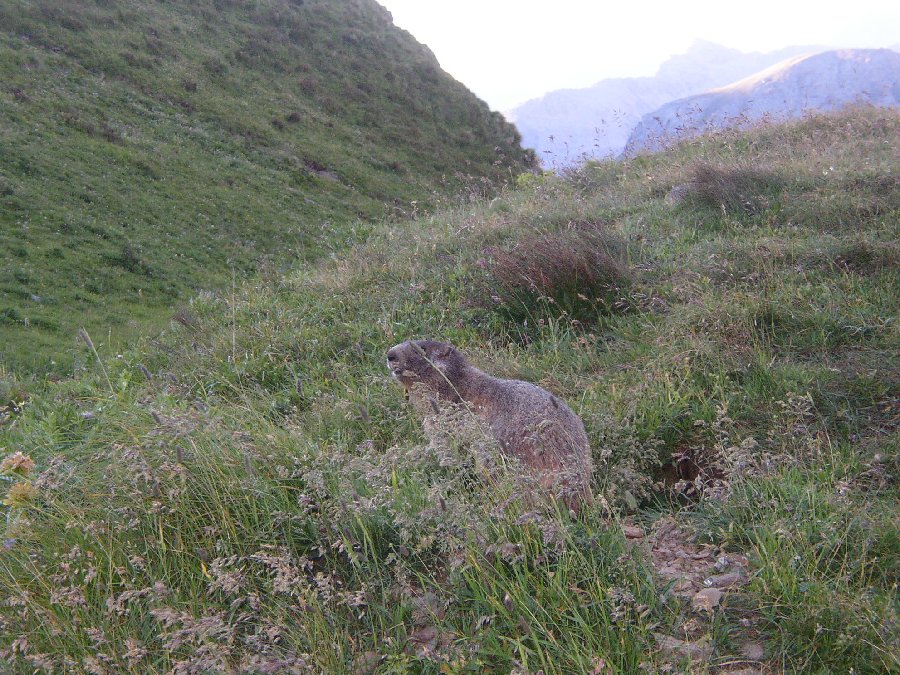 Marmotte, marmotte e ancora marmotte !!!