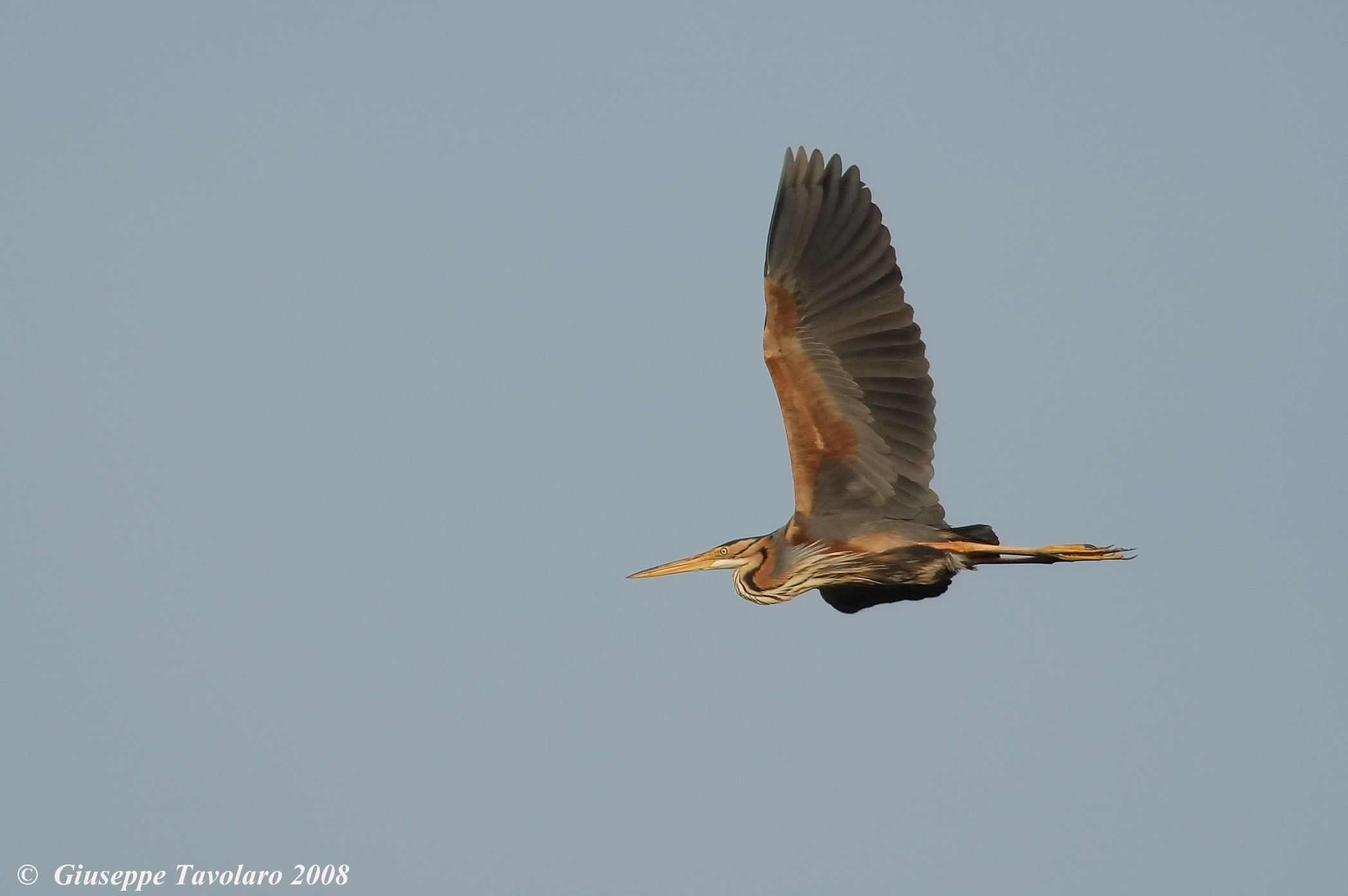 Airone rosso in volo.