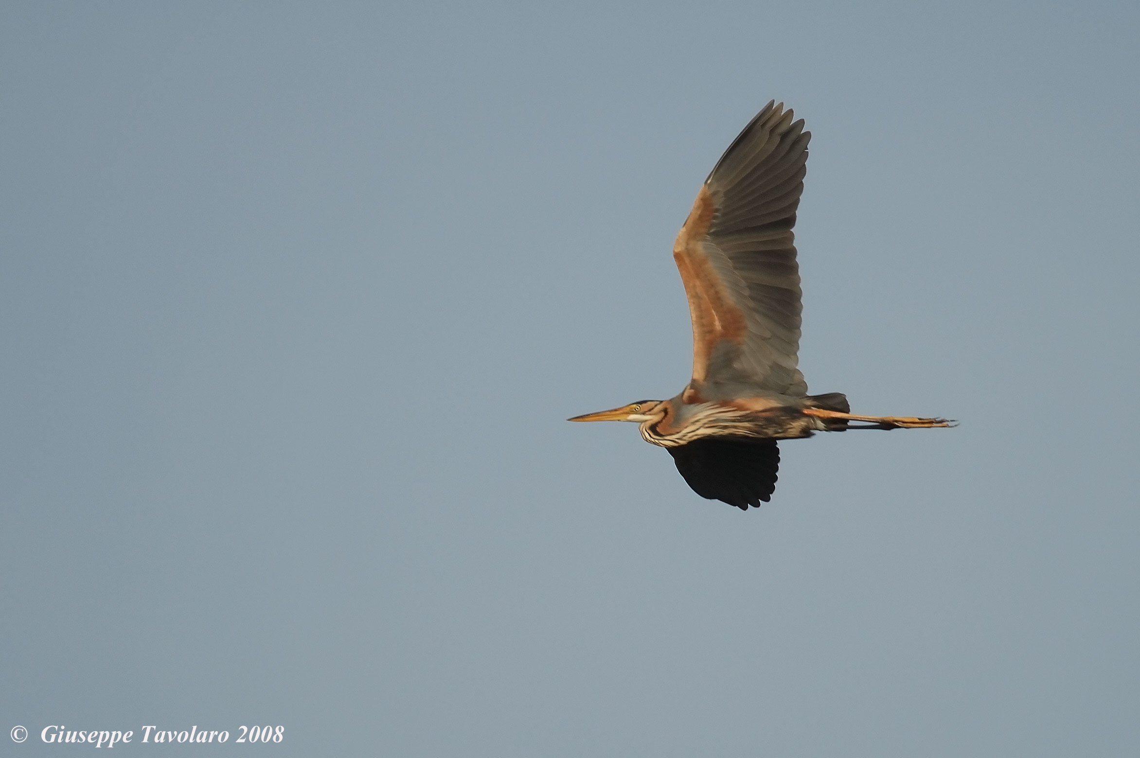 Airone rosso in volo.