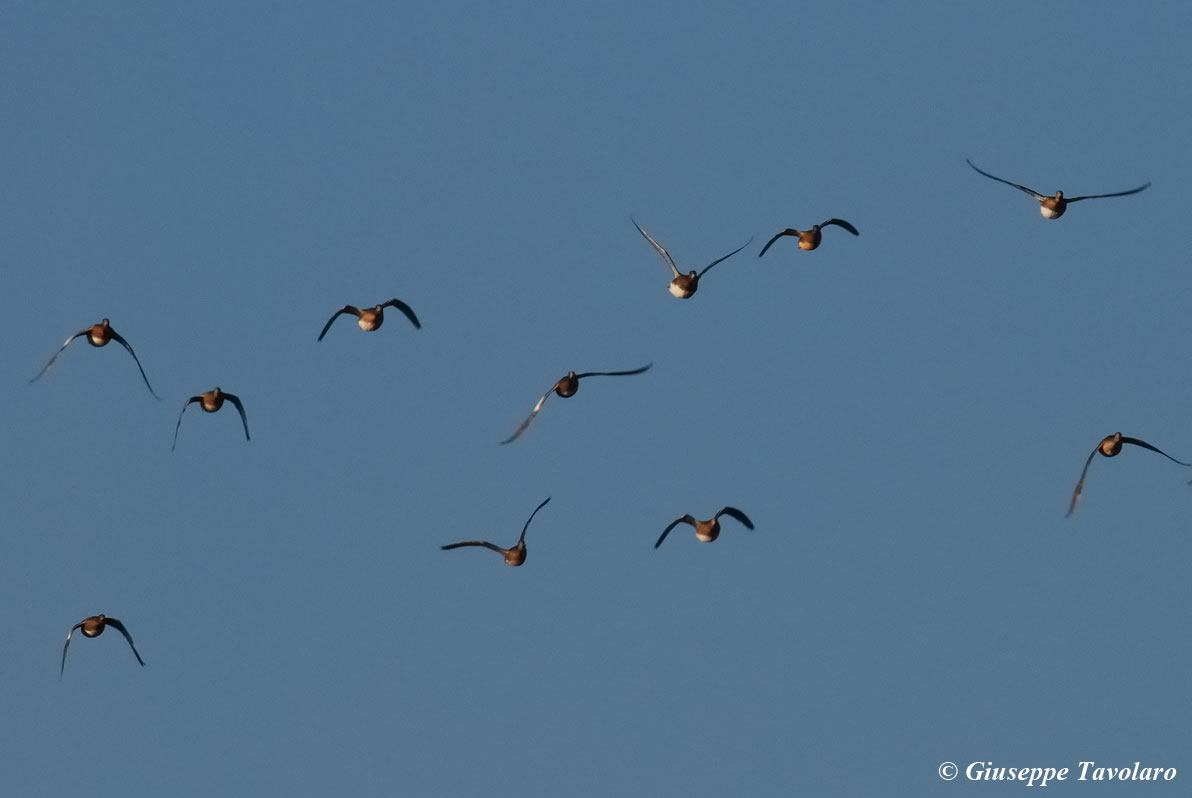 Fischioni in volo ad Orbetello