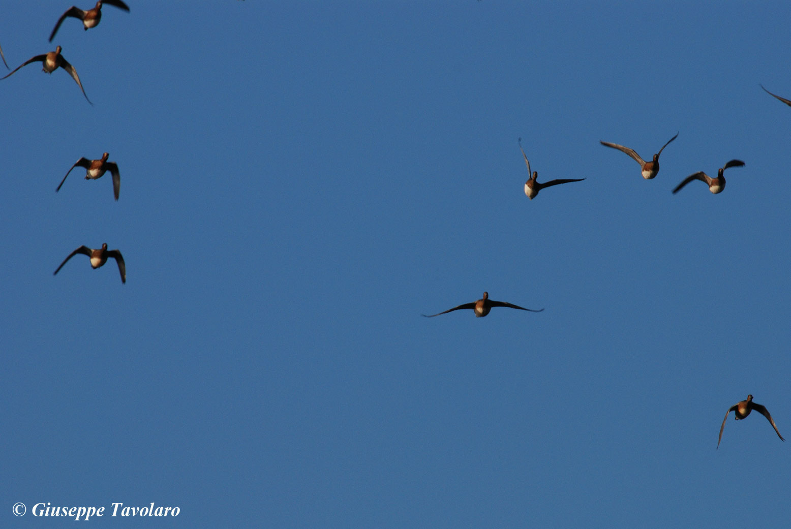 Fischioni in volo ad Orbetello