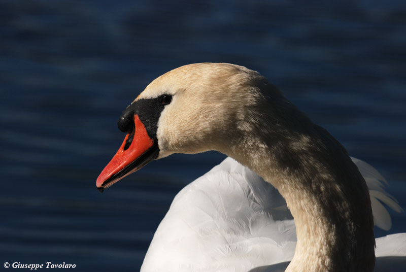 Cigno reale in primo piano.