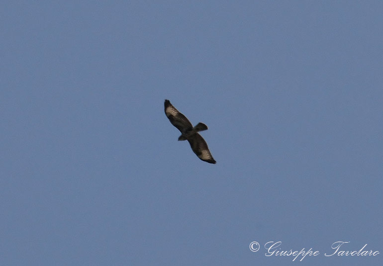 Identificazione di rapace.