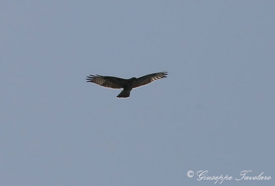 Identificazione di rapace.