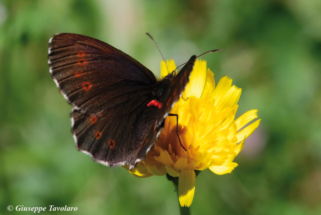 Identificazione farfalla