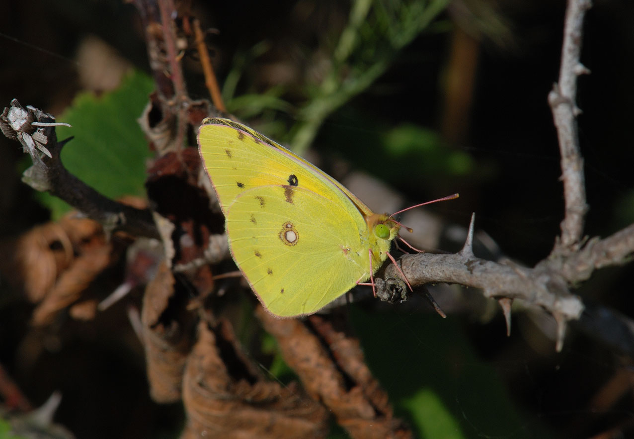 Colias crocea