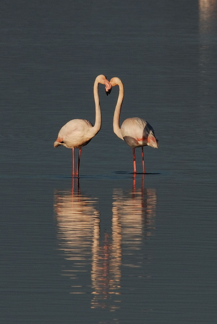 Simmetria nella laguna.