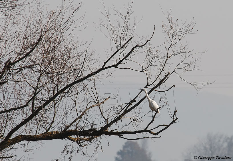 Garzetta nella nebbia.