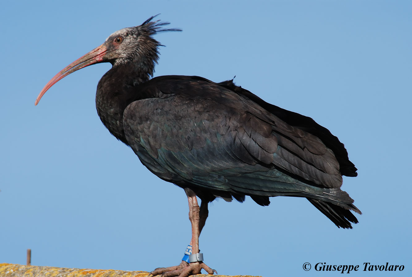 Ibis eremita al Circeo!