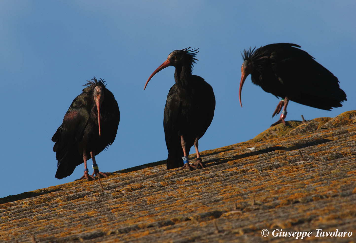 Ibis eremita al Circeo!