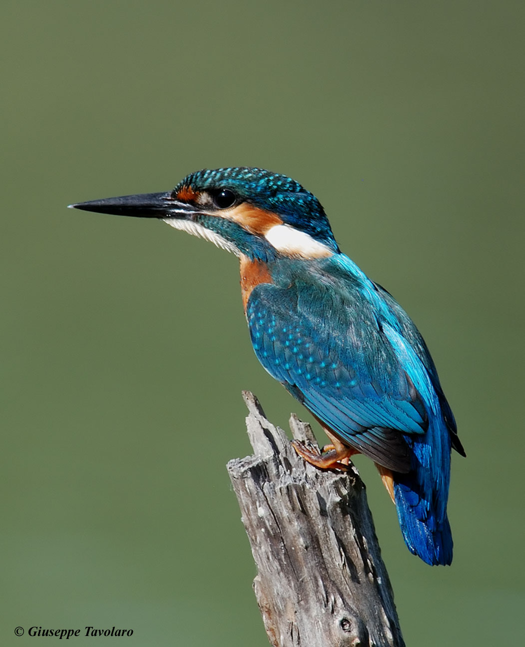 Martin pescatore -  Alcedo atthis