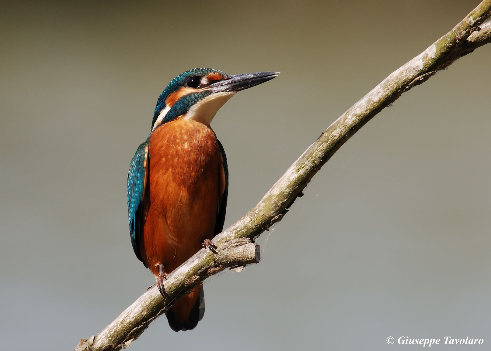 Martin pescatore -  Alcedo atthis