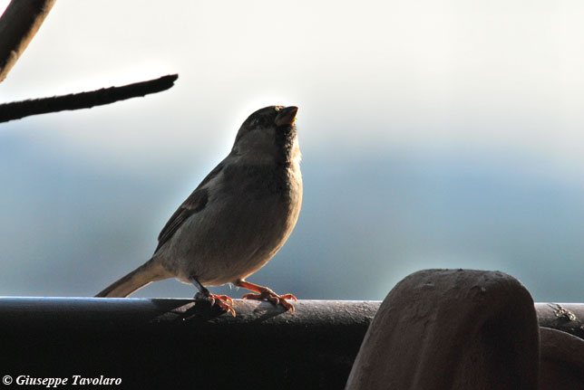 bird gardening