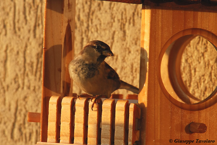 bird gardening