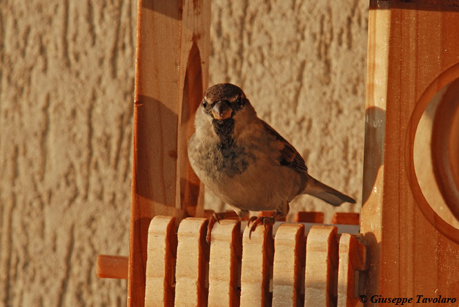 bird gardening