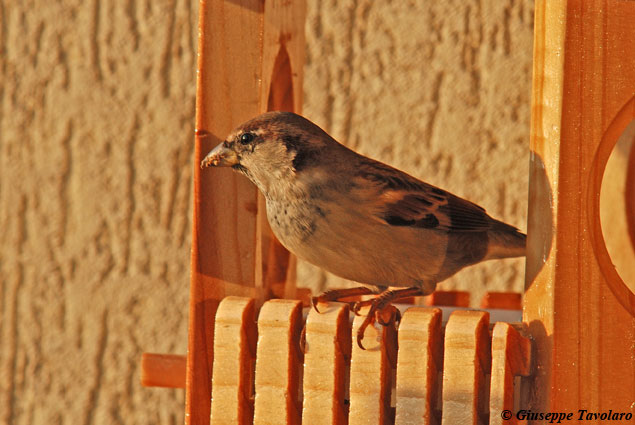 bird gardening