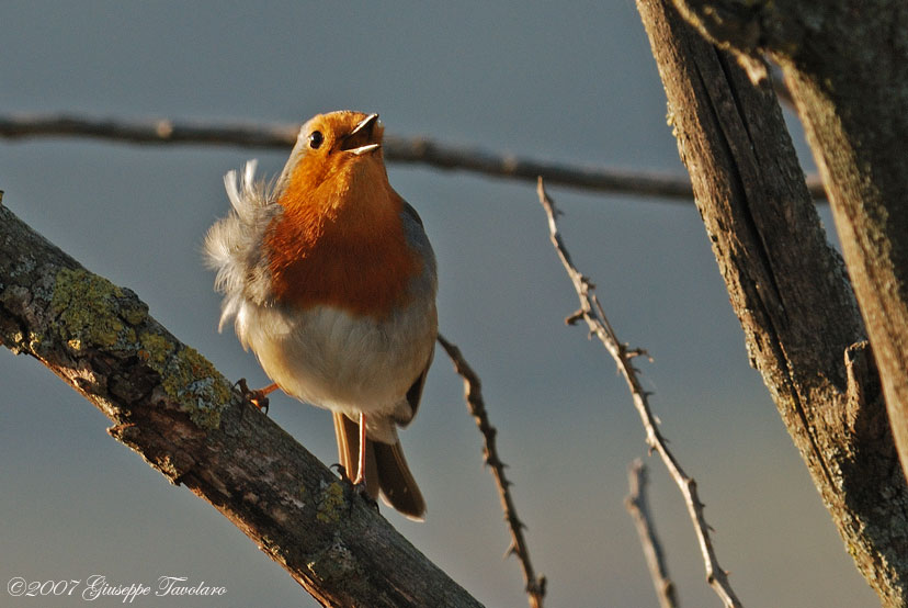 Pettirosso in canto nel vento.
